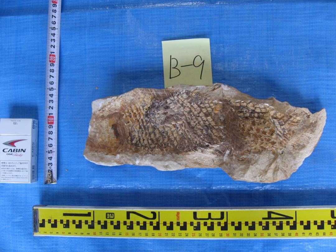 化石　B-9