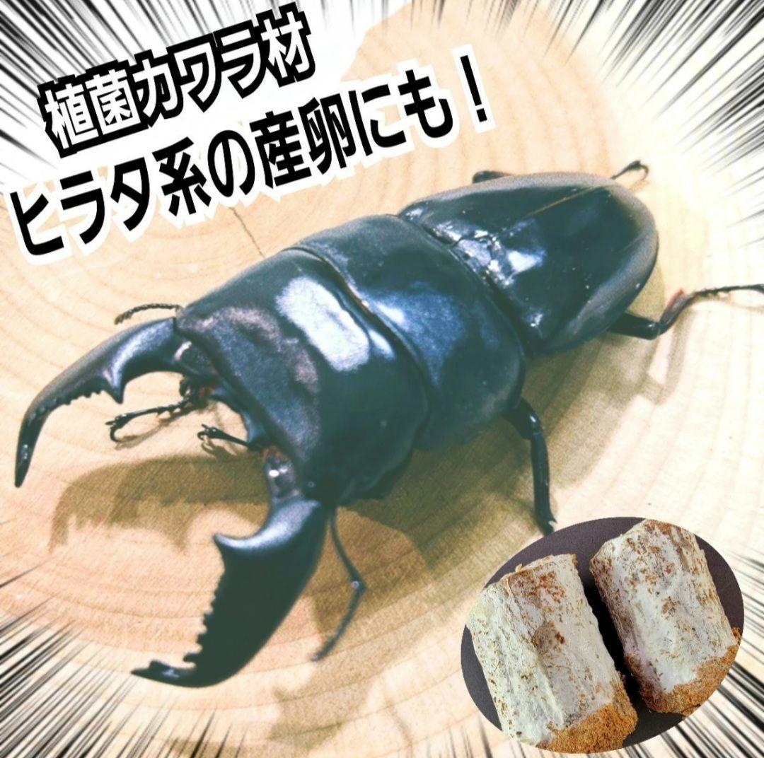 6本セット！クワガタの産卵木はコレが最強！　カワラ植菌材【特大Lサイズ】