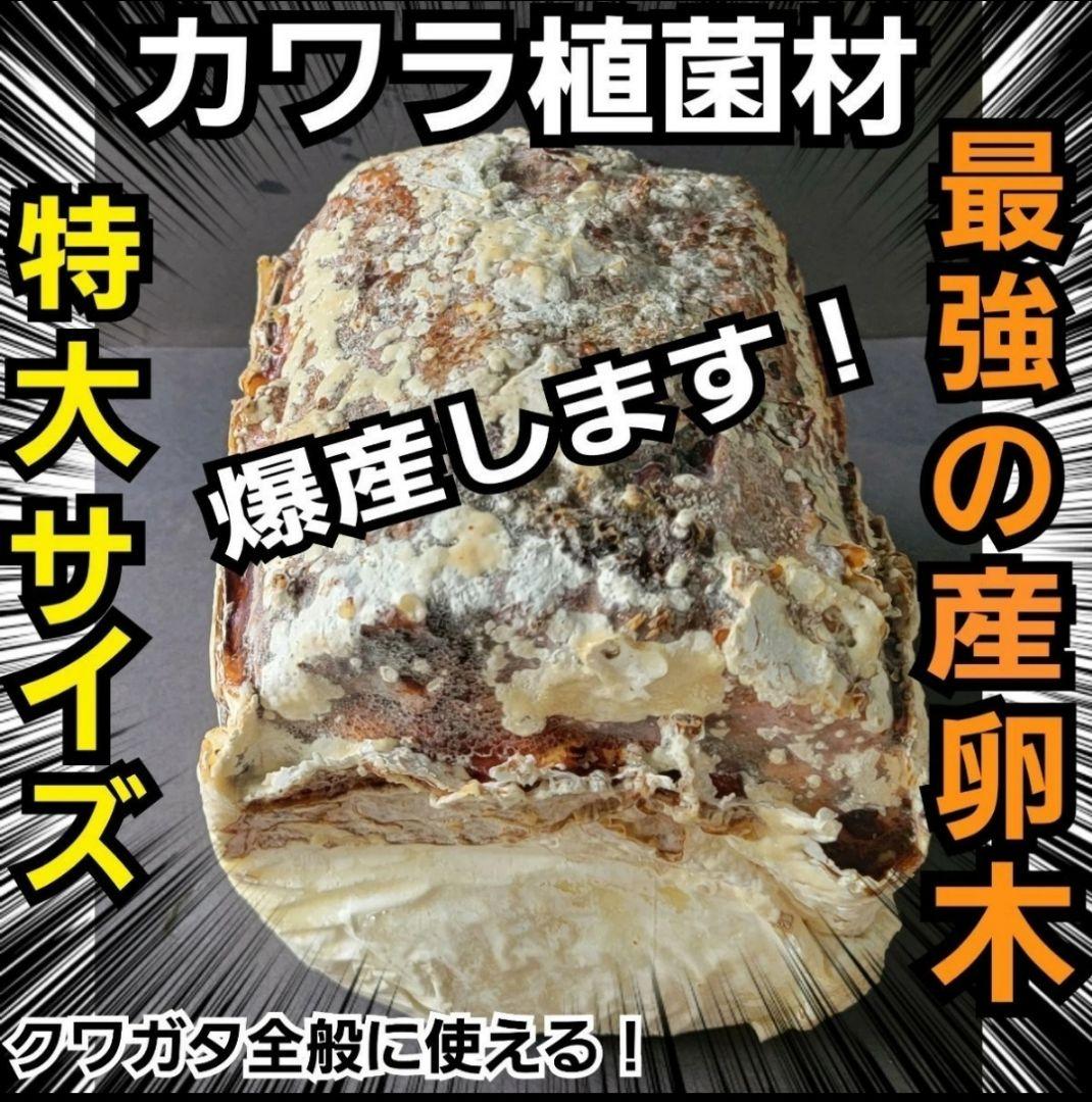 6本セット！クワガタの産卵木はコレが最強！　カワラ植菌材【特大Lサイズ】