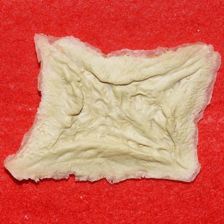 『アンダーワールド』小道具 ライカン族の傷跡