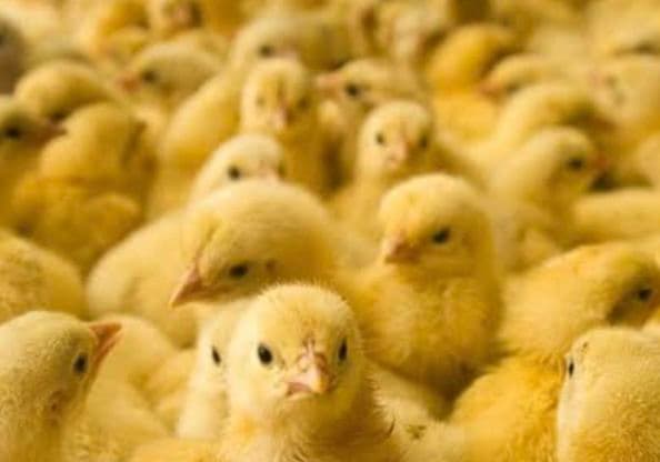 冷凍ヒヨコ(餌用)200羽