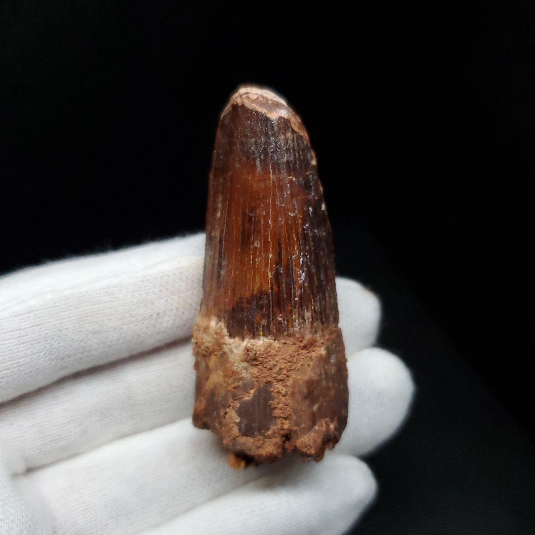 美品 スピノサウルス 本物 モロッコ産 52mm sp446