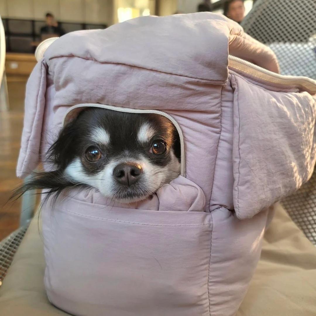 小型犬用スリングキャリー【DOUBLE COMMA】CLOUD BAG 黒 M