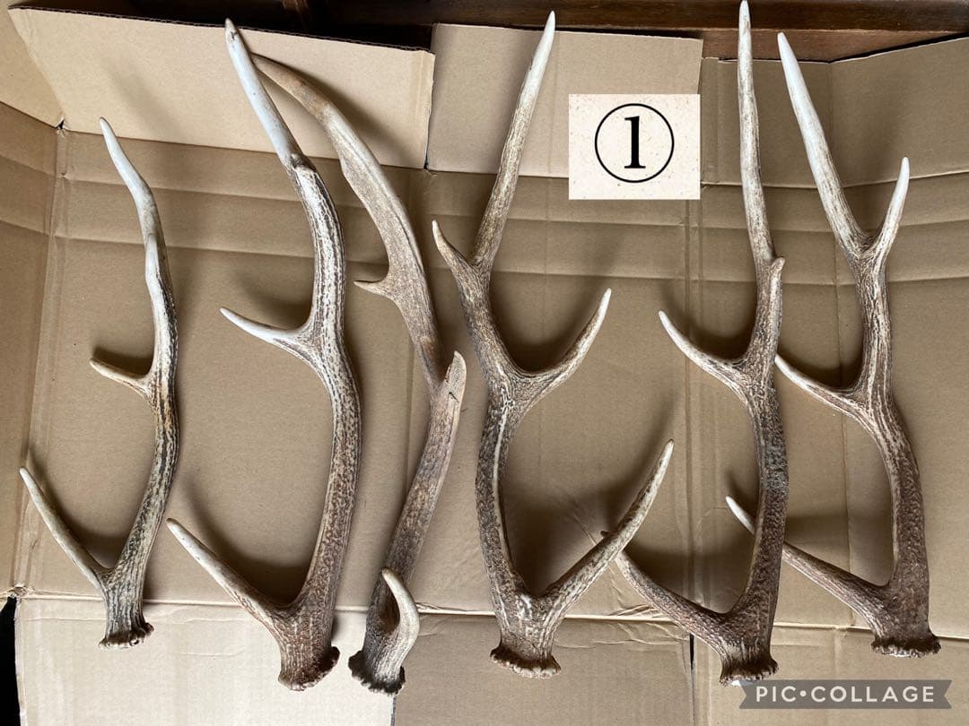 鹿の角 30本