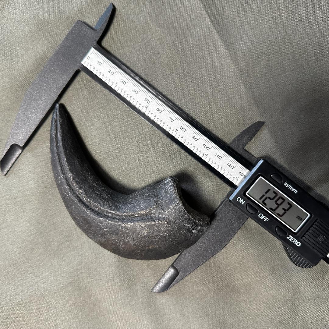 カルカロドントサウルス ハンドクロウ かぎ爪 化石 肉食恐竜 獣脚類 1516