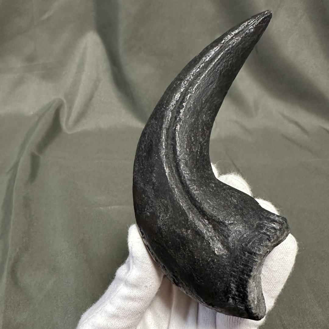 カルカロドントサウルス ハンドクロウ かぎ爪 化石 肉食恐竜 獣脚類 1516