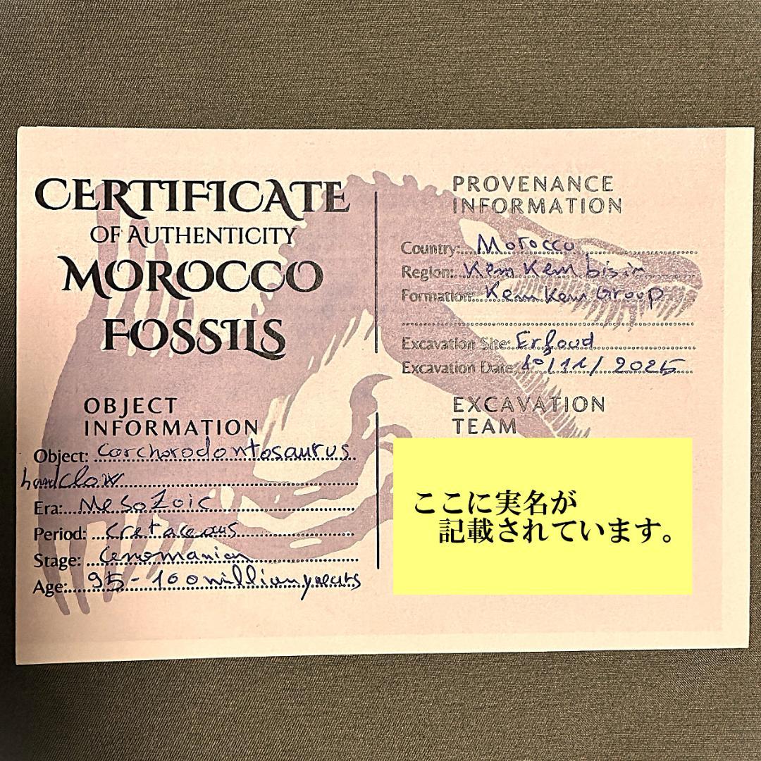 カルカロドントサウルス ハンドクロウ かぎ爪 化石 肉食恐竜 獣脚類 1516