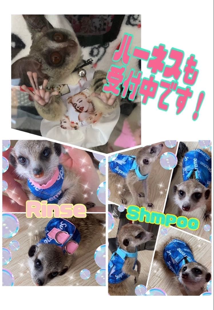 モモンガハーネスオーダー受付中