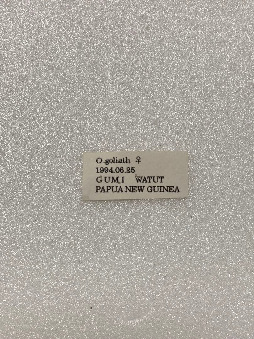 【大型】ゴライアストリバネアゲハ（1メス・パプアニューギニア産）