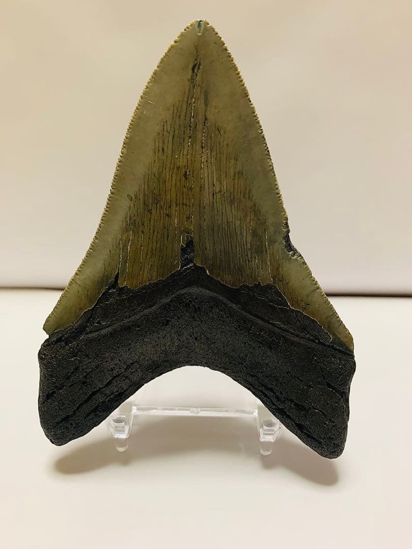 メガロドン　歯の化石　110㎜