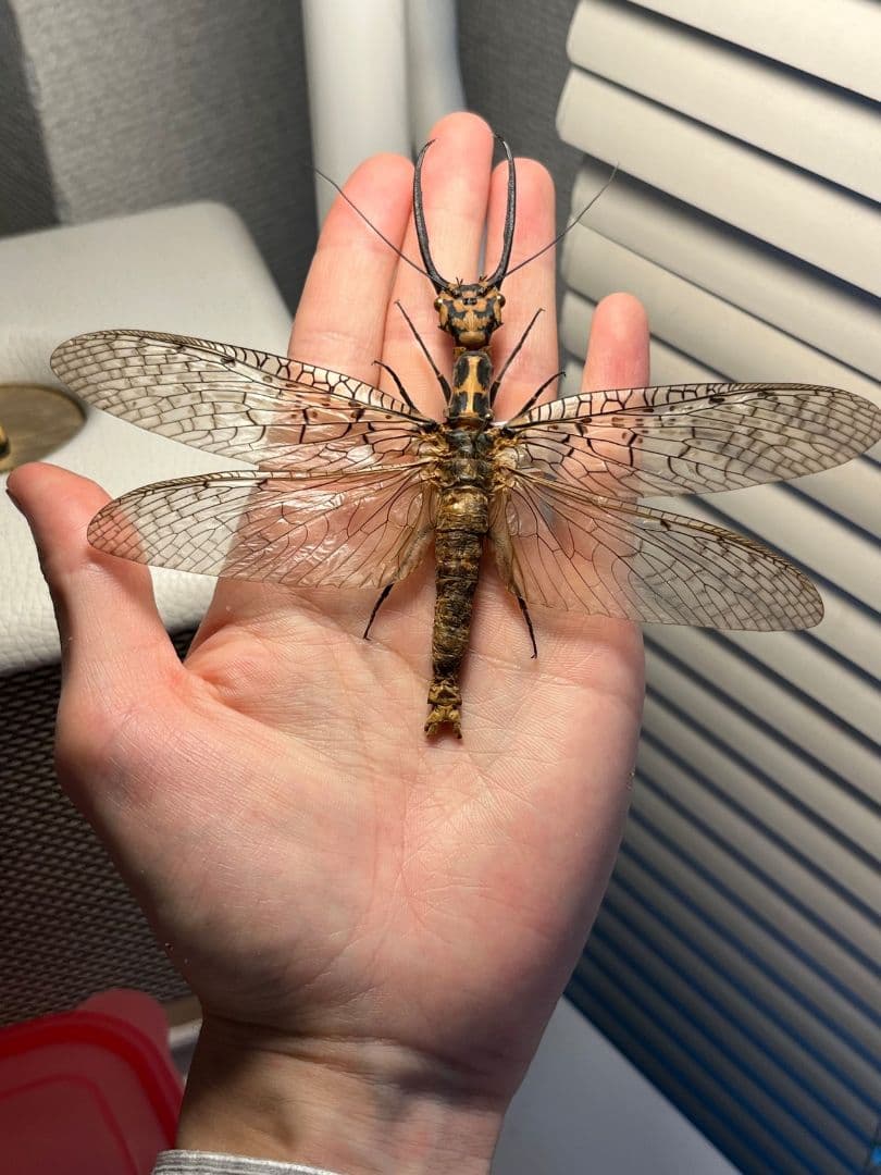 【蜻蛉希少種】キマダラオオキバヘビトンボ オオアゴヘビトンボ 昆虫標本