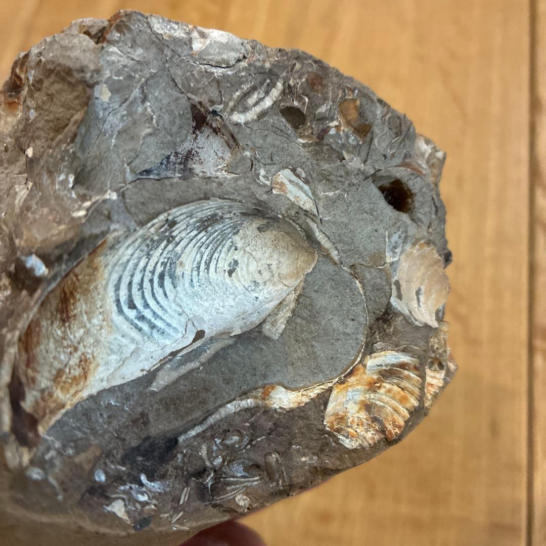 アンモナイト化石 約20cm 1997.8採掘