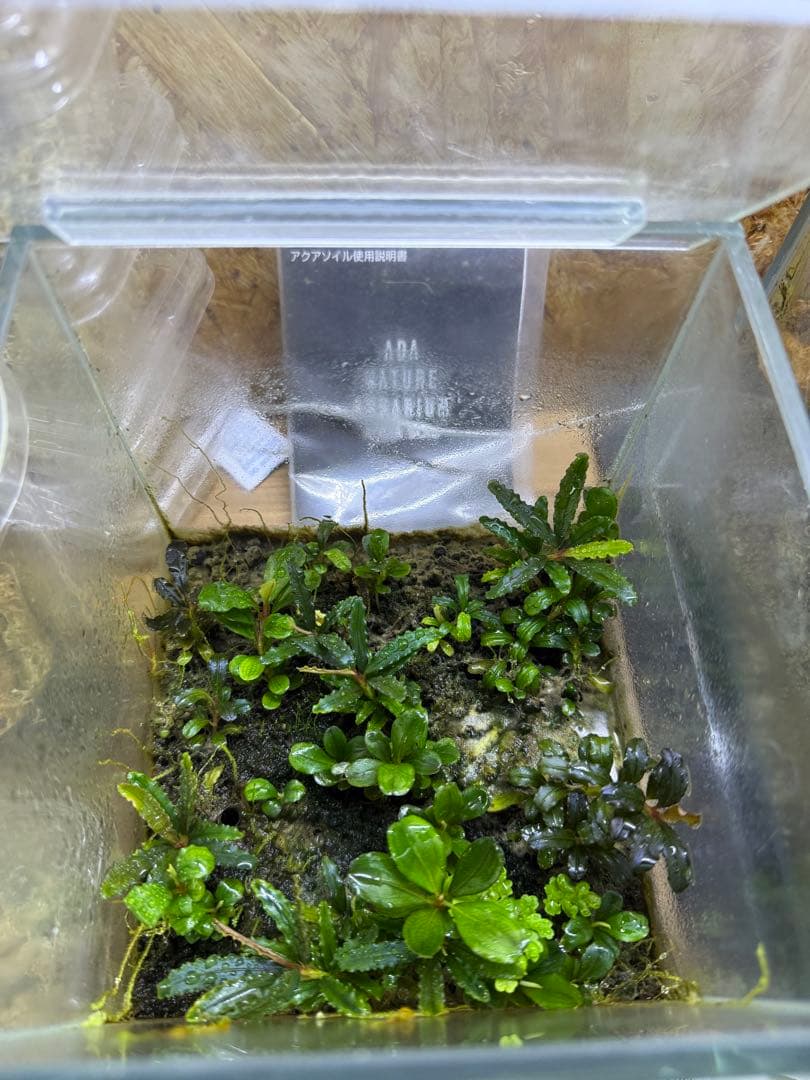 ブセファランドラ　ティア　グリーン　クダカン