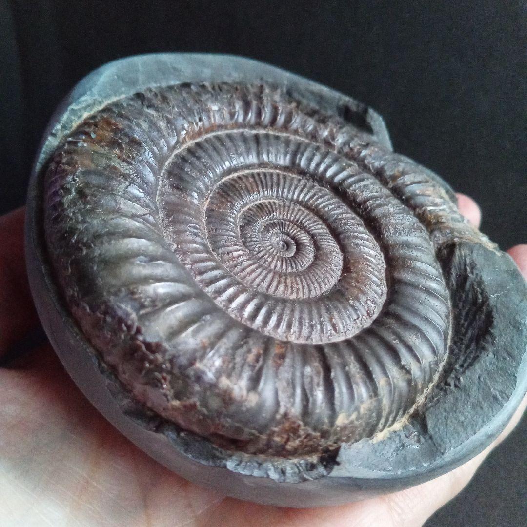 イギリス産　ジュラ紀　アンモナイト　特大　88m　美麗標本