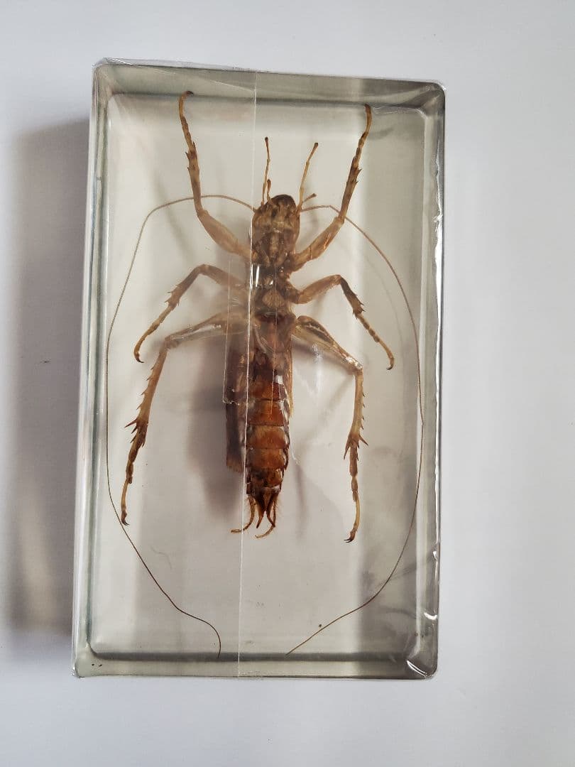 オバケコロギス　オバケコオロギ　樹脂標本