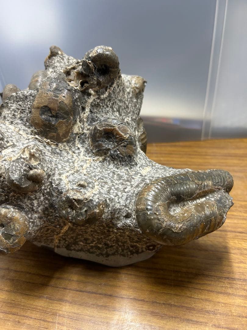 【希少】異常巻き　アンモナイト　化石　ヘテロマーファ　スカフィテス属　4730g