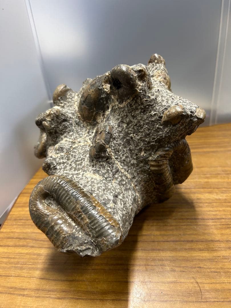 【希少】異常巻き　アンモナイト　化石　ヘテロマーファ　スカフィテス属　4730g