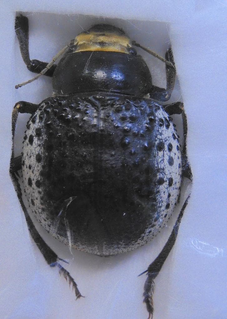 ウズベキスタン産　ゴミムシダマシ　27mm