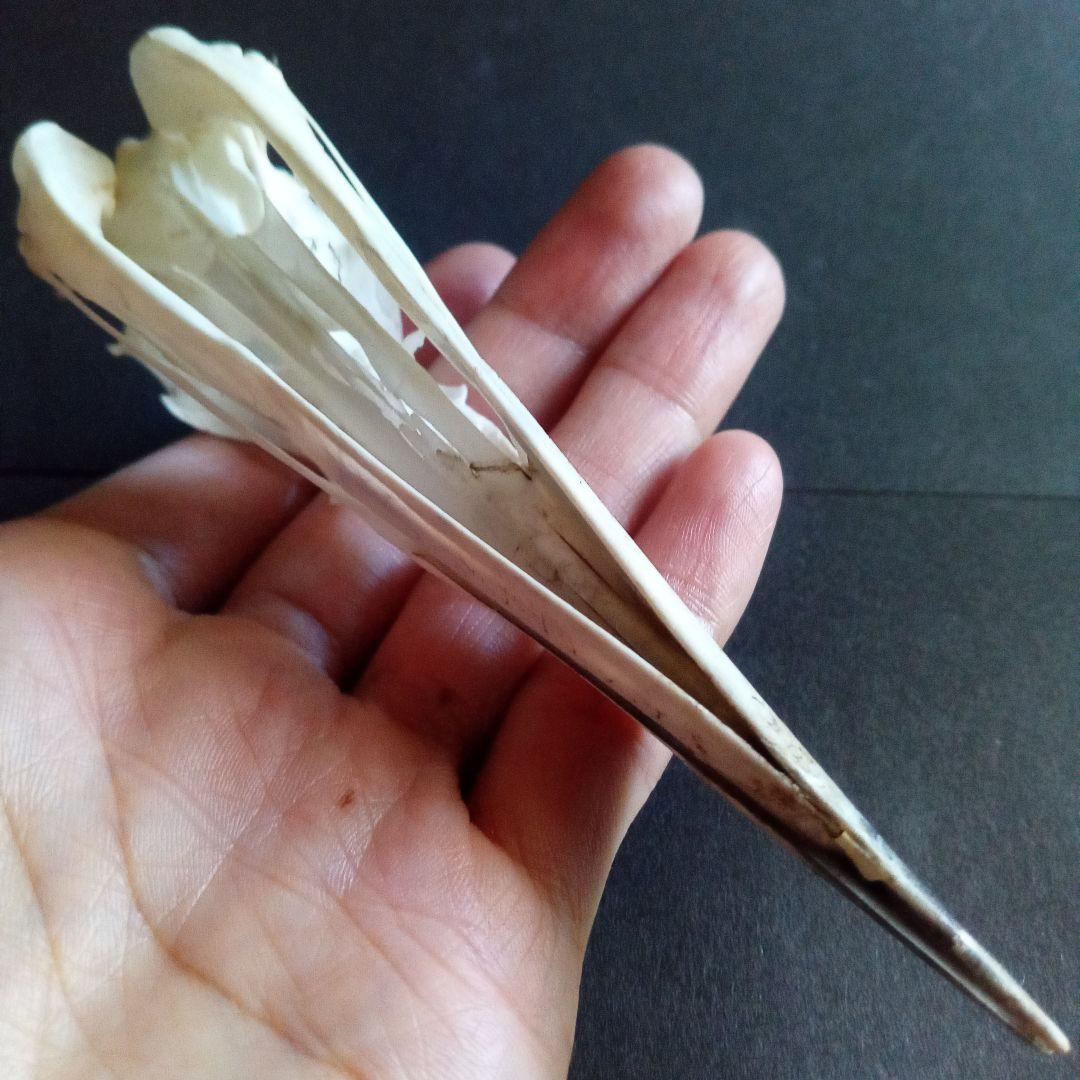 アオサギ　鷺　頭部　頭骨　スカル　極美麗標本