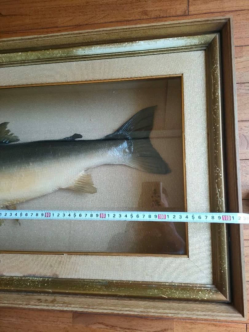 「超貴重品」大型のイトウの剥製　※取りに来られたら半額にします。