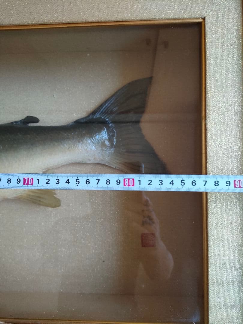 「超貴重品」大型のイトウの剥製　※取りに来られたら半額にします。