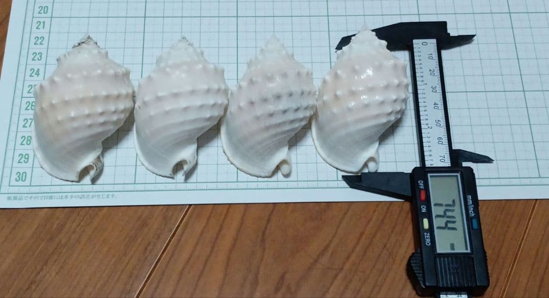 貝殻標本　カブトボラ　②　蓋つき