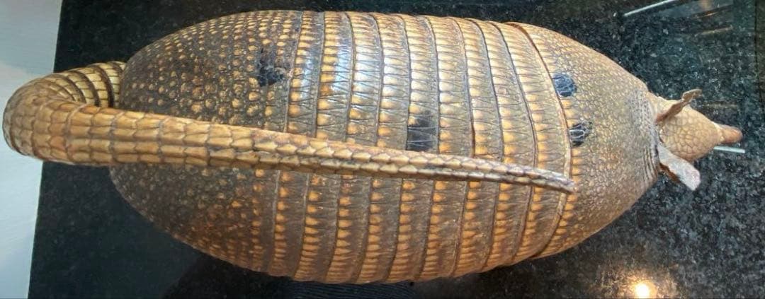 アルマジロ剥製 置物 インテリア 置き物 哺乳類 被甲目 標本 オブジェ 珍獣