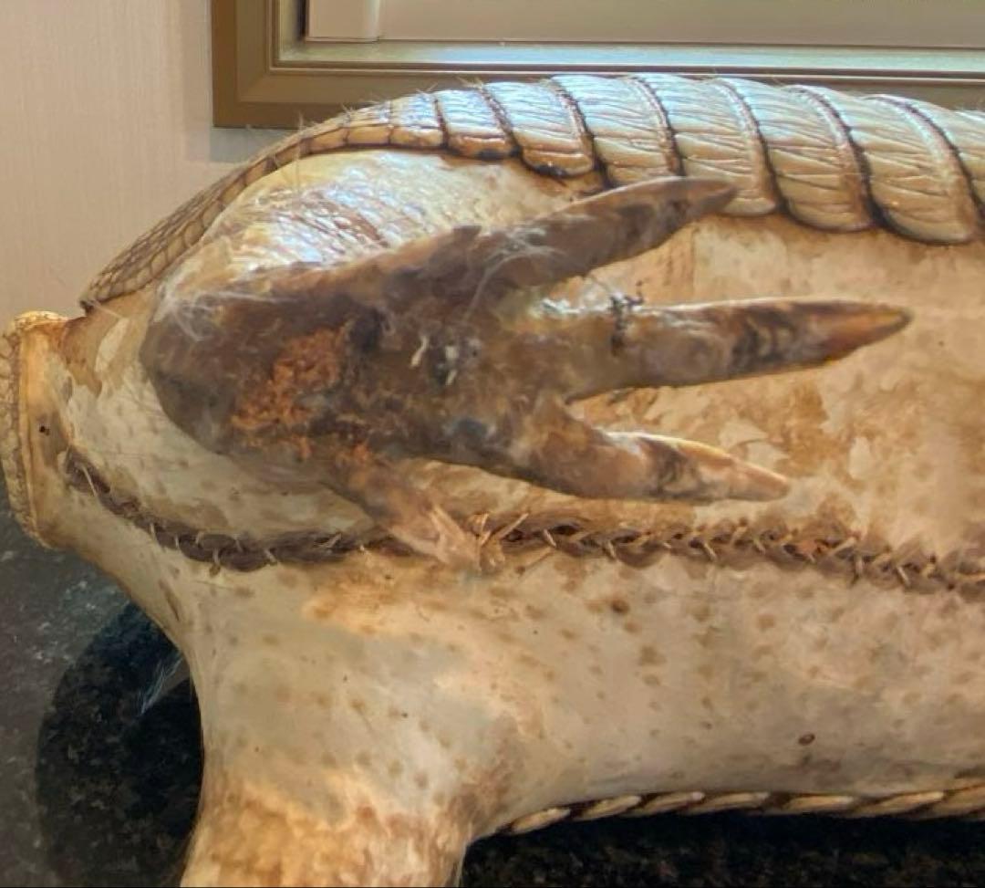 アルマジロ剥製 置物 インテリア 置き物 哺乳類 被甲目 標本 オブジェ 珍獣