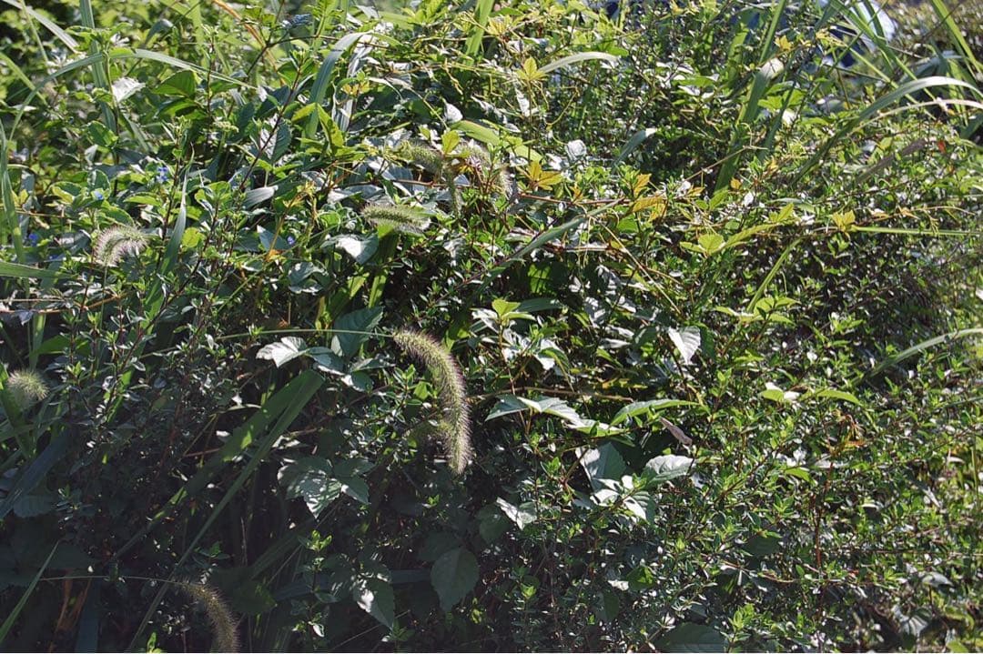 Nikon D40 スマホに転送　カメラ　小型軽量 一眼レフ エモい　ニコン