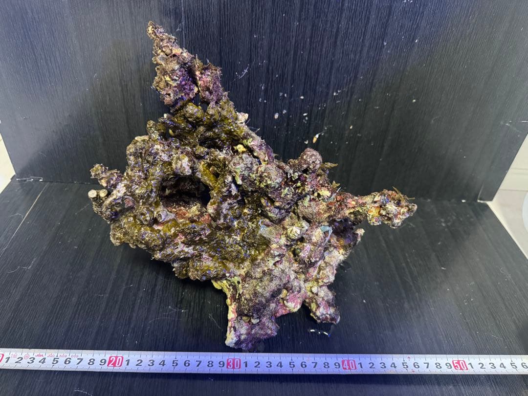 枝状大サイズ 天然ライブロック 1個