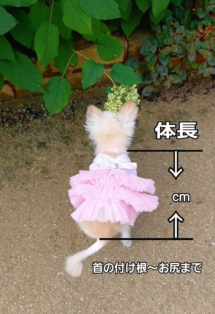 ココページ♥️　チワワ　等身大　リアル　ぬいぐるみ　羊毛　　カズコオガワ