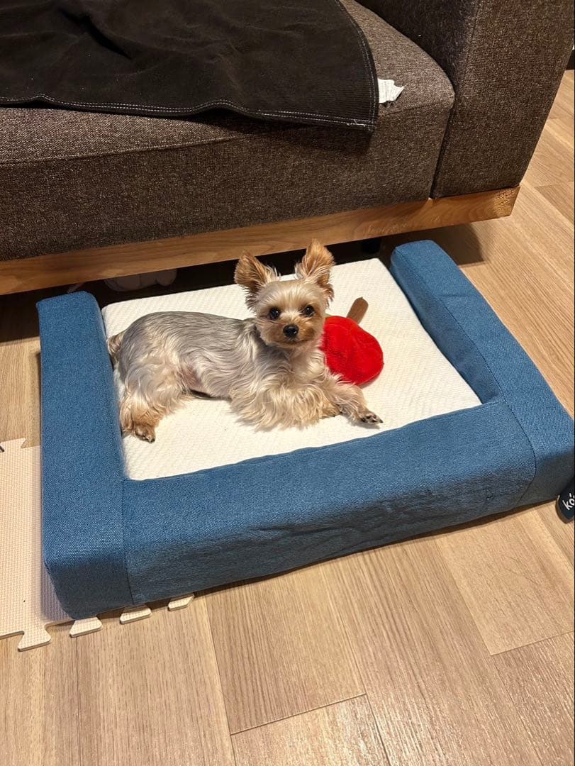 ☆期間限定☆新品☆未開封品❗️コアラペット ベッド KUDDLE