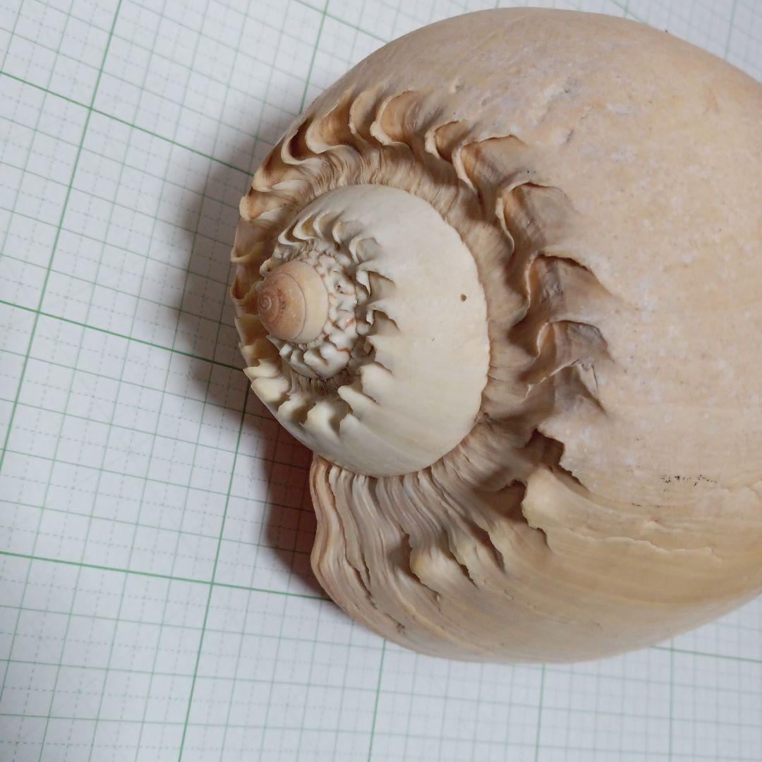 貝殻標本　ヤシガイ