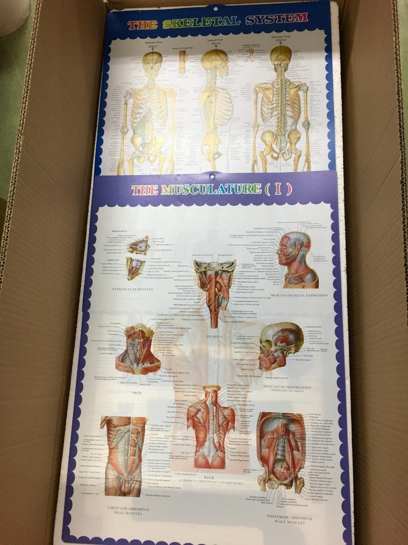 人体骨格模型 脊柱可動型の全身骨格模型 筋肉起始 170cm 等身大 高精度