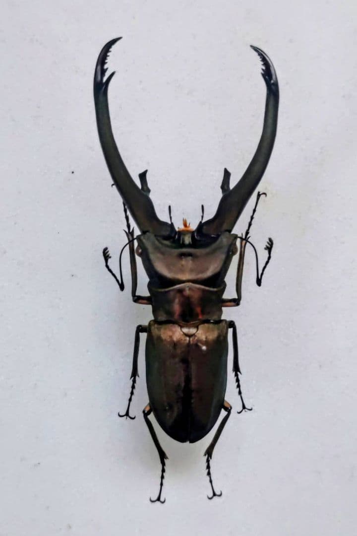 トルンカートゥスホソアカクワガタ 標本 超特大