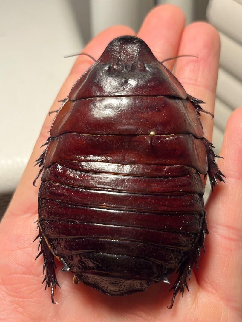 【71mm】ヨロイモグラゴキブリ Macropanesthia昆虫標本