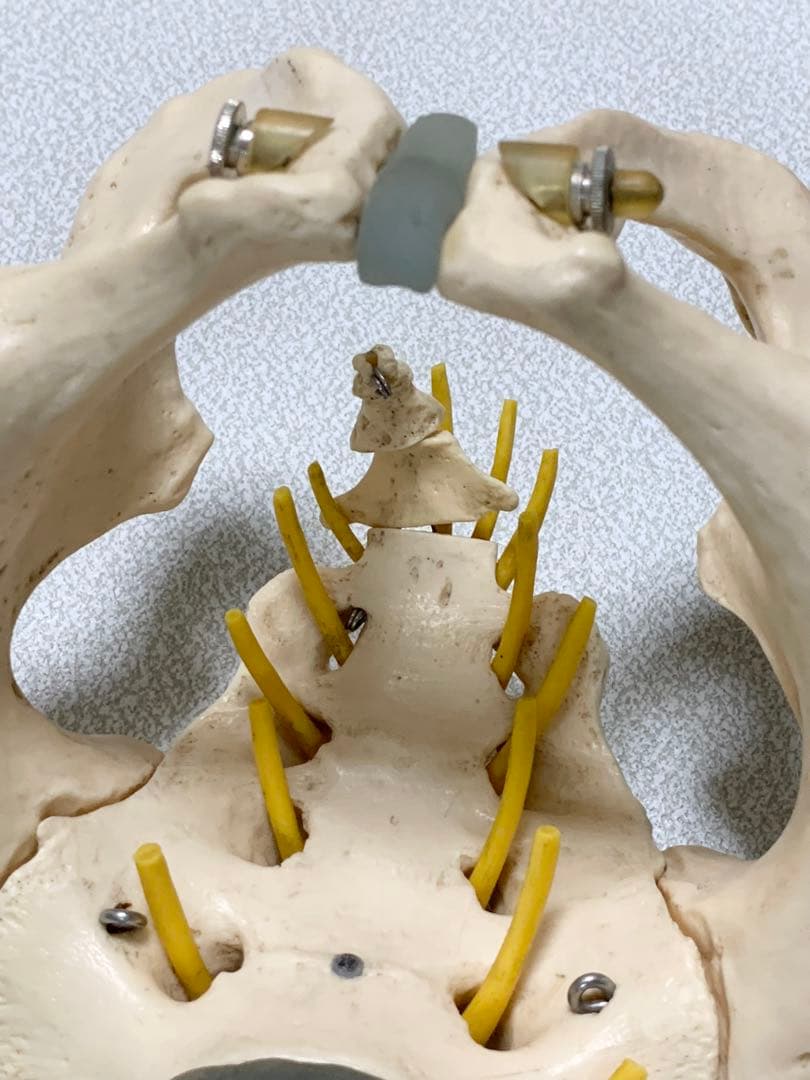 人体脊椎模型 可動式 約85cmカイロプラクティック 全健会 コタロウ ドイツ製