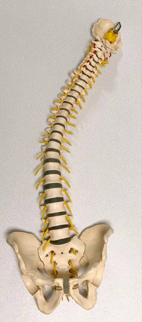 人体脊椎模型 可動式 約85cmカイロプラクティック 全健会 コタロウ ドイツ製