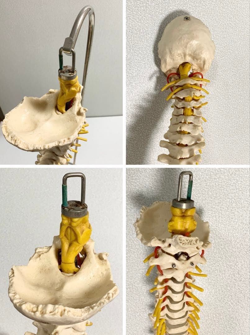人体脊椎模型 可動式 約85cmカイロプラクティック 全健会 コタロウ ドイツ製