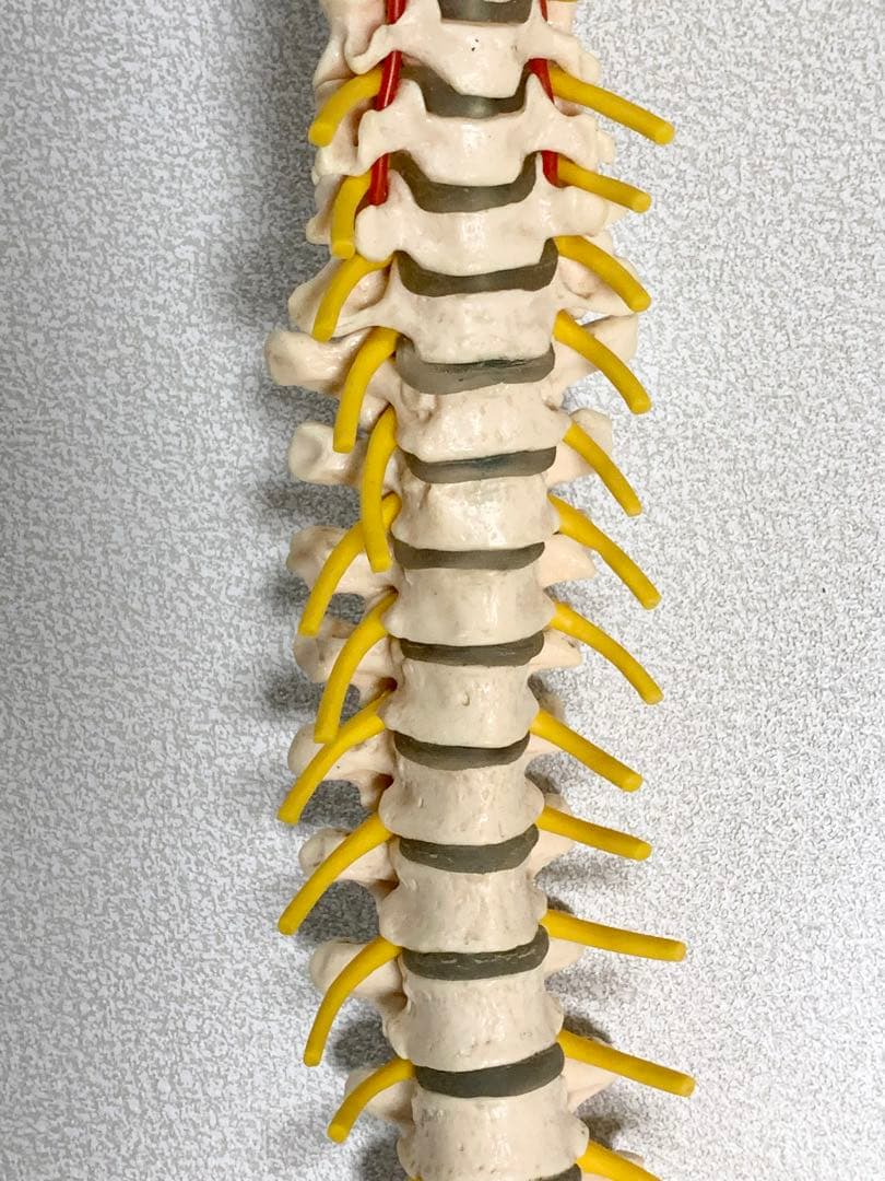 人体脊椎模型 可動式 約85cmカイロプラクティック 全健会 コタロウ ドイツ製