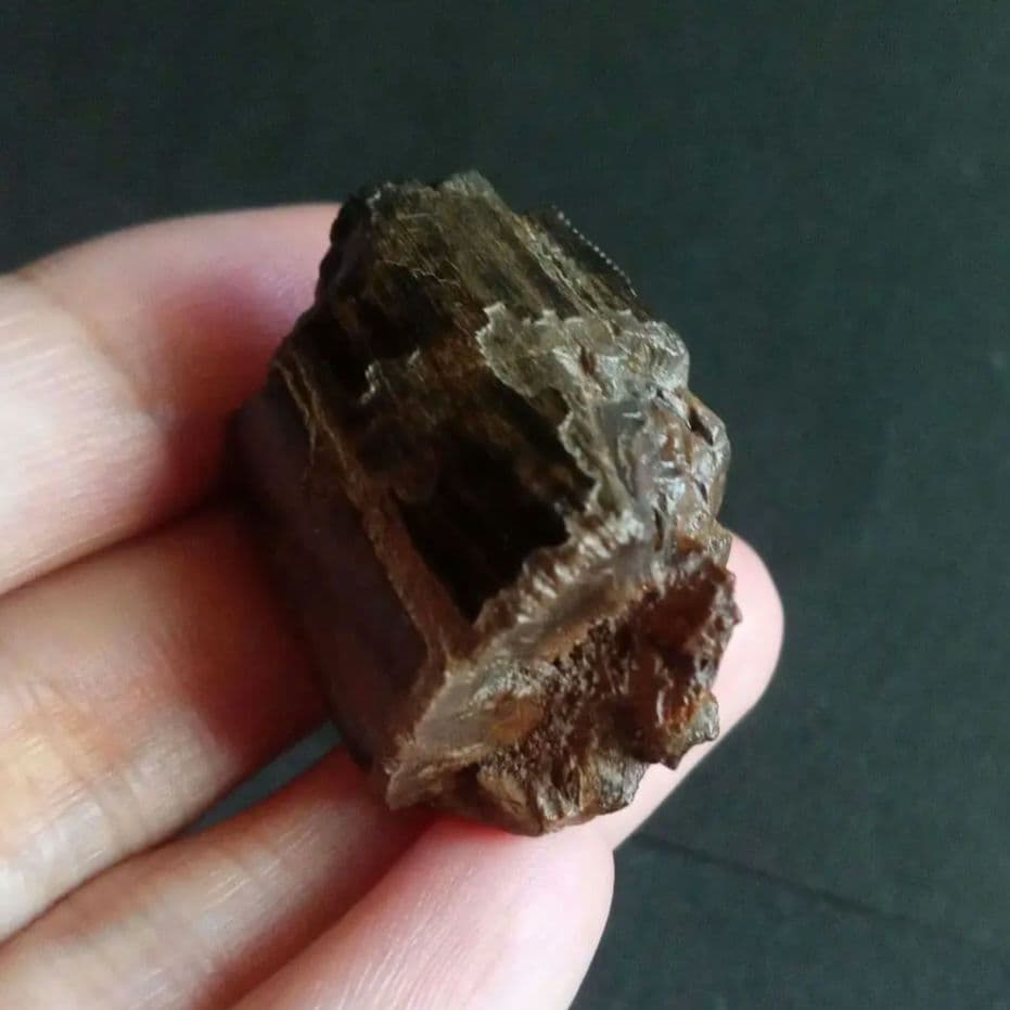 恐竜　歯化石　北米大陸獣脚類　ティラノサウルス　T-REX　Montana