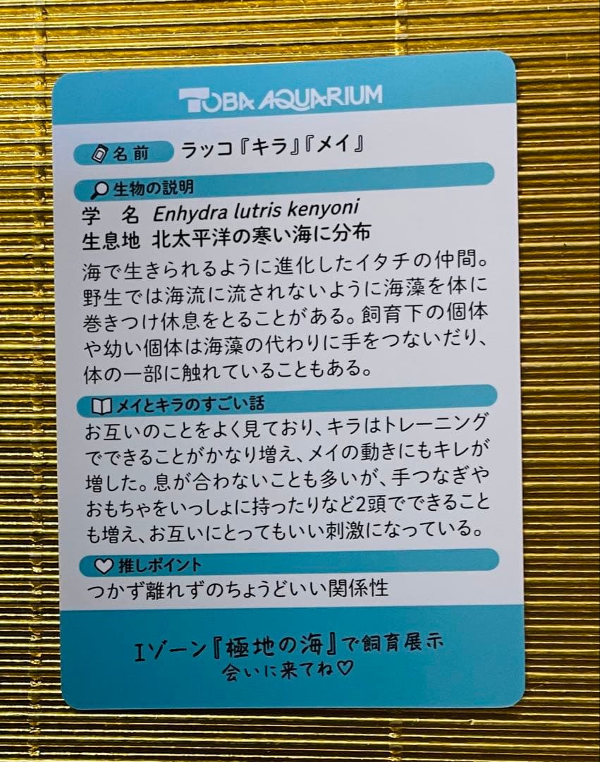 激レア！！⭐️鳥羽水族館⭐️70周年⭐️キラとメイ⭐️メイキラ⭐️メイちゃん　キラちゃん