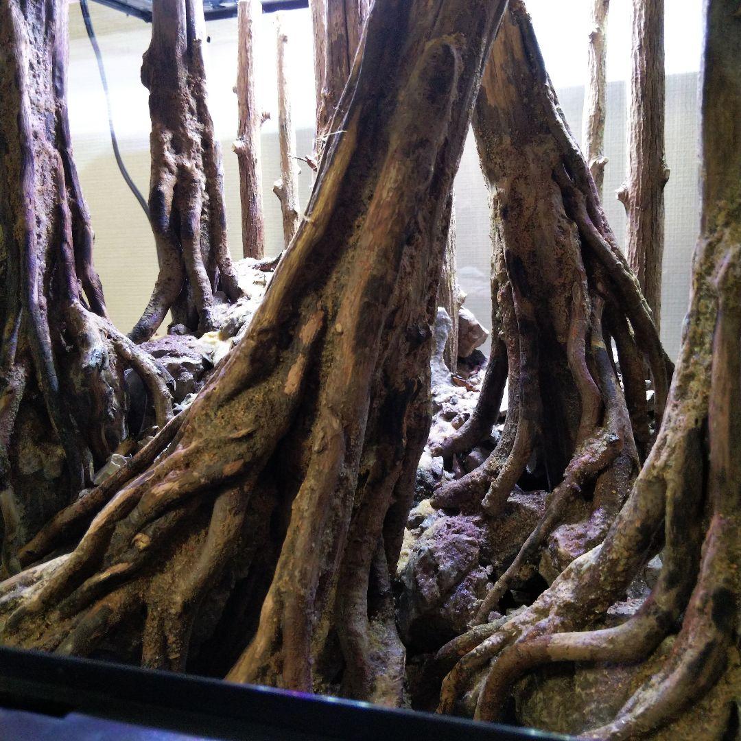 【受注生産】グラステラリウム3030　イモリウム　苔テラリウム　アクアテラリウム