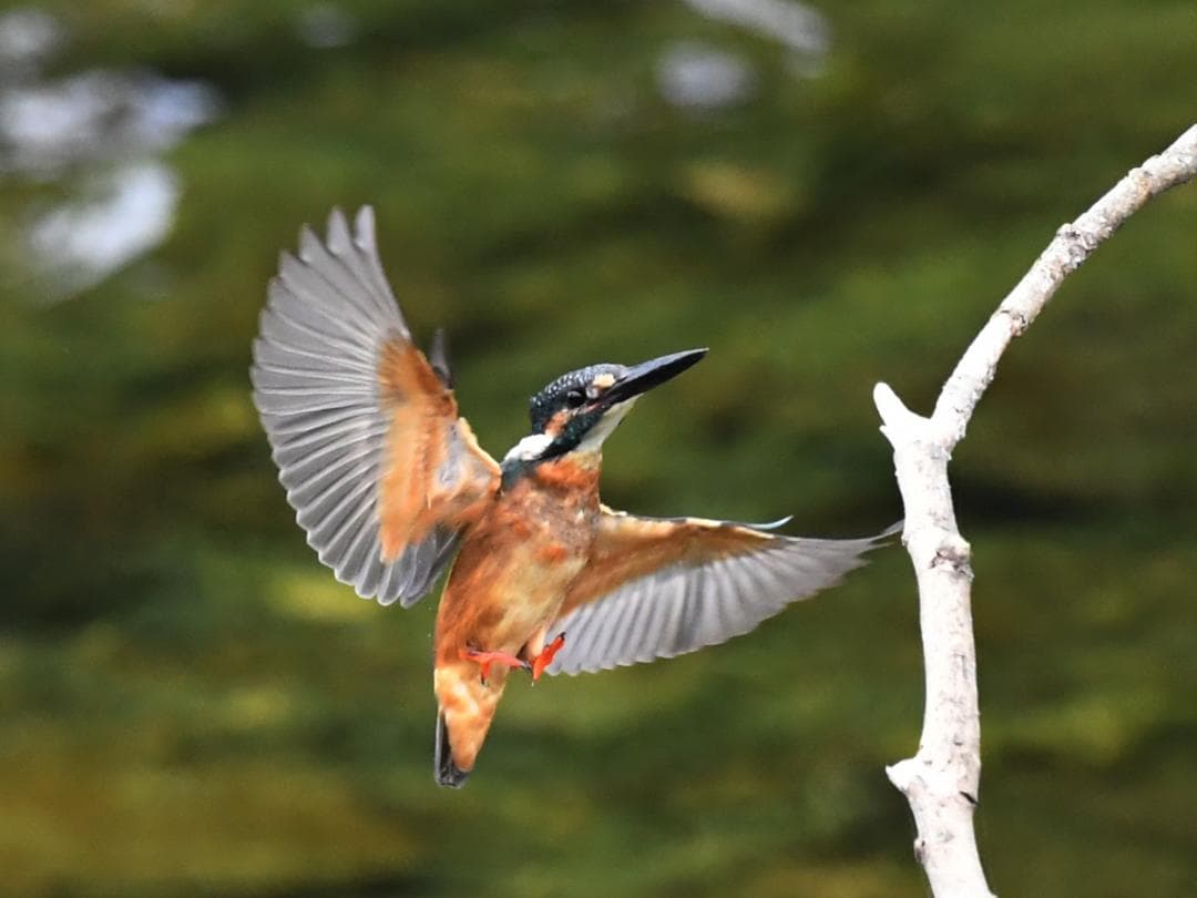 友禅染 源氏物語絵巻の 額　宿木三（模写）　　928