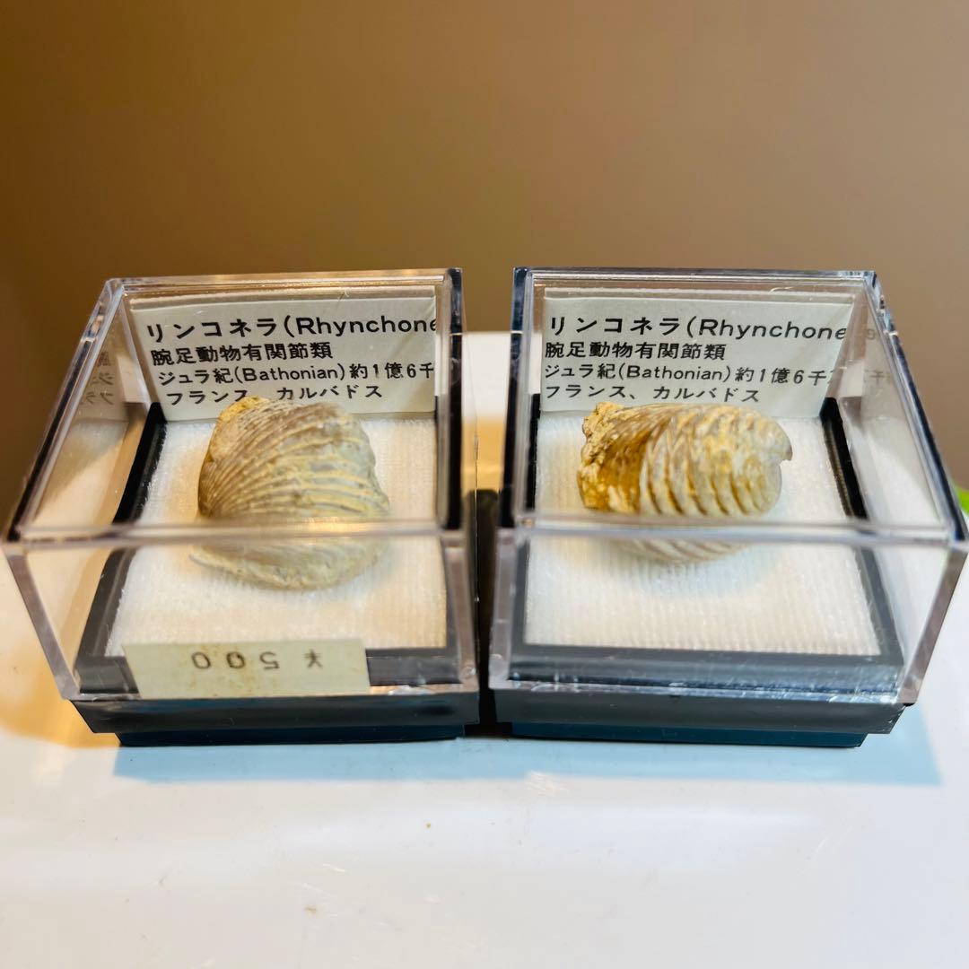 化石 まとめ売り　三葉虫　貝　シダ　ウニ　アンモナイト