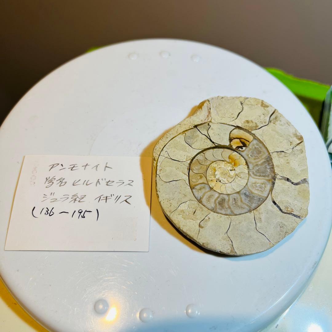 化石 まとめ売り　三葉虫　貝　シダ　ウニ　アンモナイト