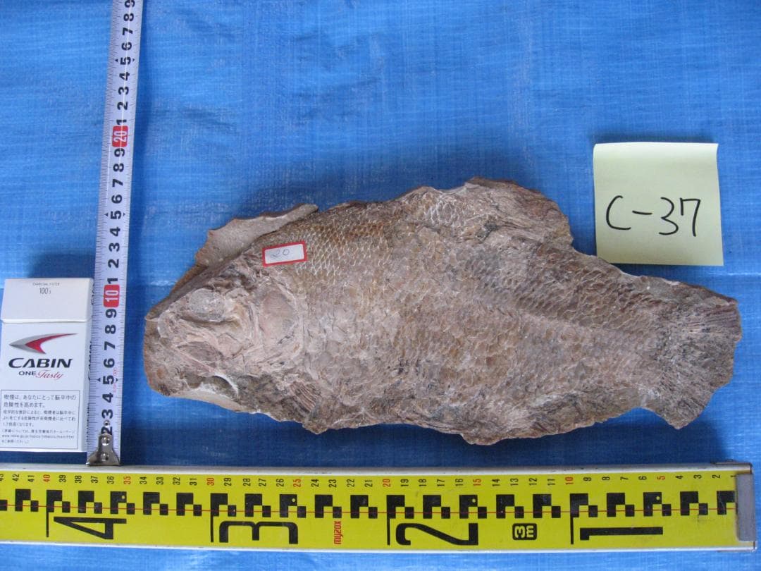 化石　C-37