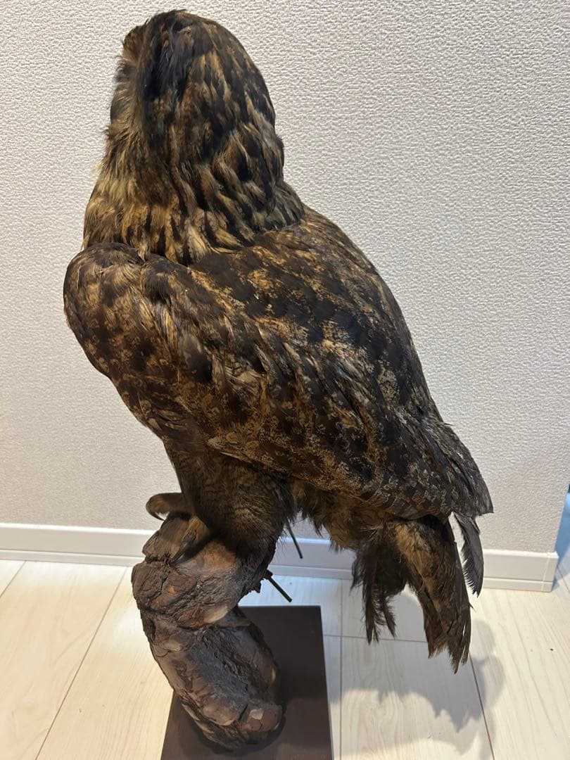 ユーラシアワシミミズクの剥製 約60cm