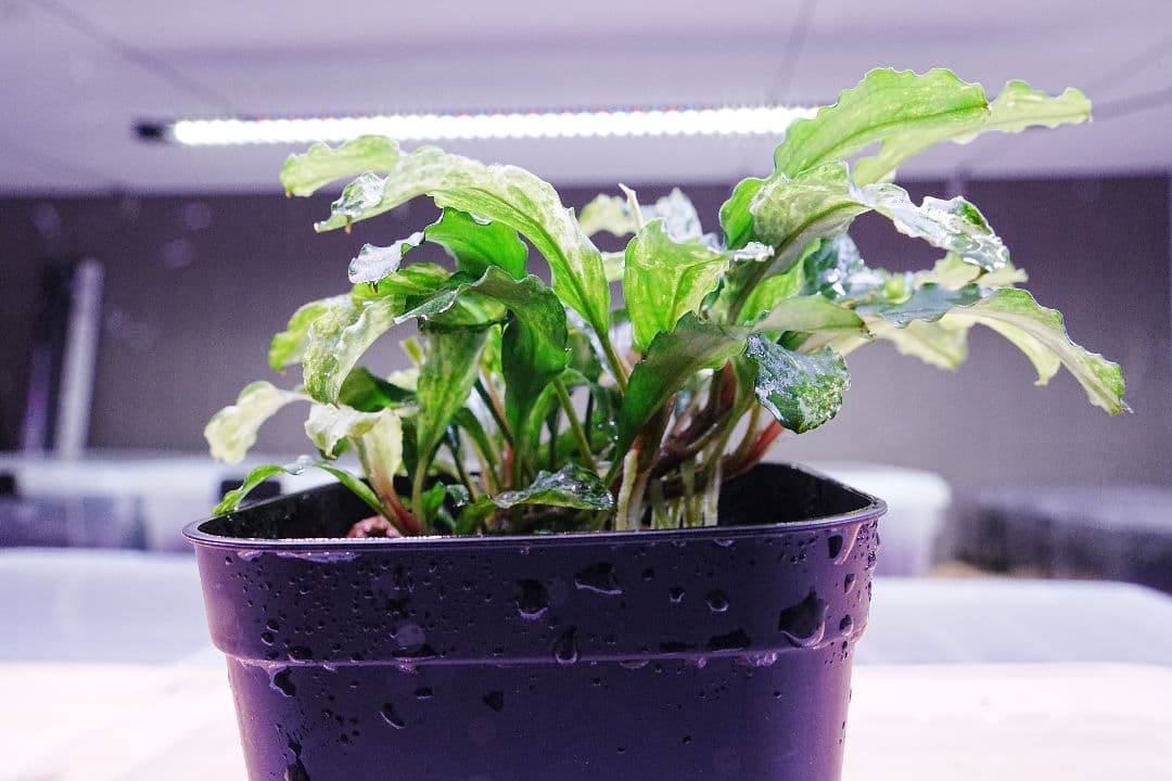 ブセファランドラsp. グリーンウェービー 斑入り バリエガータ　水上葉　無農薬