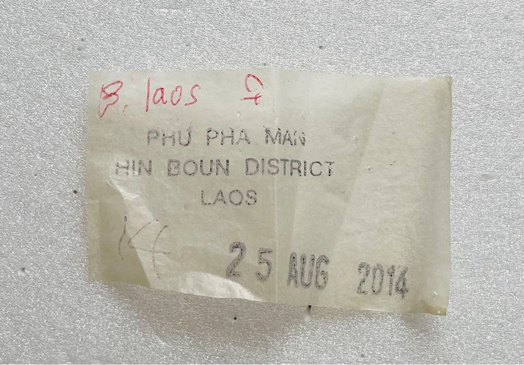 ラオスジャコ（1メス・ラオス）